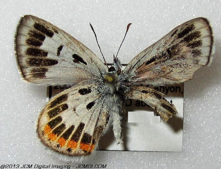 Plebejus acmon (aberrant)